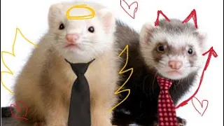 Ferret TikTok videos #ferrets