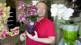 НЕСТАНДАРТНЫЙ полив орхидей или орхидея фаленопсис НЕ КУВШИНКА?