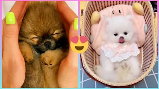 😍 Mini Pomeranian - Funny and Cute Pomeranian Videos #20 - Cute Puppies | Tik Tok chó phốc sóc