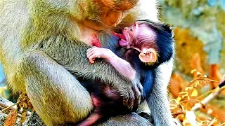 C0mbinati0n Best Weaned Action Of This Morning | Baby SIPPO Crying L0udly As Pluck 0ut From Milk Bar