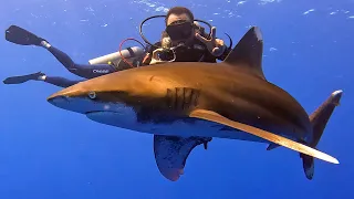 Oceanic Whitetip Shark Elphinstone Egypt The Red Sea