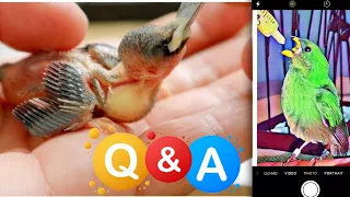 What to feed a baby BIRD | Homemade hand feeding formula | Q & A UPDATE