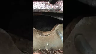 Roof Rats Chewed Through a Metal Rain Gutter