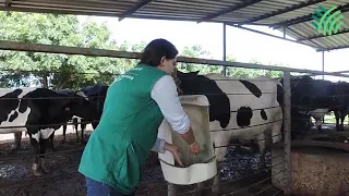 Mineralização para bovinos leiteiros