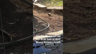 Wrong Answers Only!! Why do birds bath in dirt?
