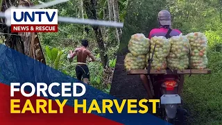 Mga farmer na malapit sa Mayon Volcano, maagang inani ang kanilang tanim na gulay