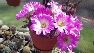 Мои цветы,хобби Цветут гиппеаструмы,кактусы невероятно цветут.houseplants,flowering hippeastrum.