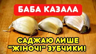 Голівки завжди ЯК ЯБЛУКО! Як обрати «жіночі» зубки часнику на посадку і чи варто?