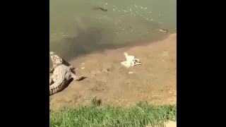 Alligator 🐊 trys to eat a chicken 🐔