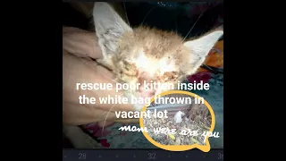 Rescue poor kitten/ save life/ henz acedo