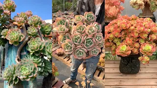 Biggest Succulents I've Ever Seen| Sen đá siêu to khổng lồ| 多肉植物| 다육이들 | Suculentas