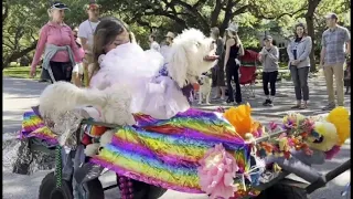 WATCH: Dogs walk, stroll down Fiesta Pooch Parade