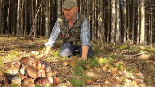 Mushroom abundance - From morning to night! All series in a row.