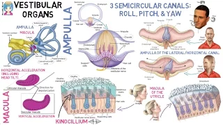 INSTANT NEURO - Vestibular Organs