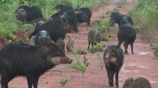 The Cerrado: Brazil's Unique Biome