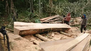 woodworking products// chainsaw working in huge log// 070 chainsaw//gemilina tree