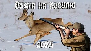 Загонная охота на косулю 2020. Закрытие сезона.