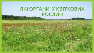 Які органи у квіткових рослин