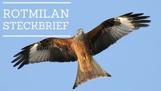 Rotmilan - Steckbrief [Aussehen, Ruf, Verbreitung und mehr]