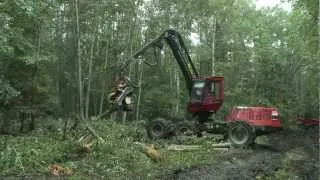 The future of Russia's forests