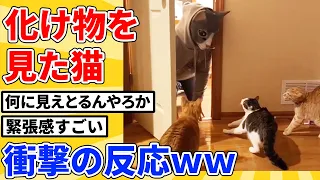 【2ch動物スレ】巨大猫に変装した飼い主がネッコの目の前に現れた結果ｗｗｗｗ