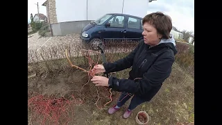 Самый легкий способ черенкования ивы Мацудана и Хакуро-Нишики.