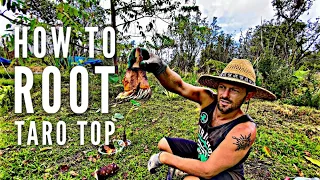 How To Root a Taro (Kalo) Top.