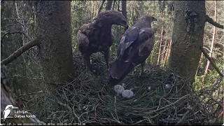 Andris inkube olas / Andris incubates the eggs Lesser spotted eagle in spruce, Zemgale, Latvia