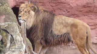 Die Berberlöwen aus dem Zoo Hannover Februar 2019