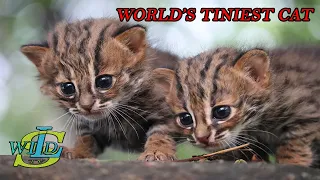 Baby Cats - Cute and Funny Cat/  Rusty spotted cat Sri Lanka #world's tiniest cat #SL WILD TV