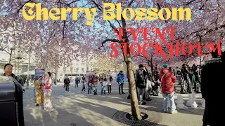 Cherry Blossom Kungsträdgården Stockholm Walking tour 4K UHD
