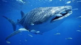 SHARK!  Swimming with Whale Sharks in Oslob, Cebu Philippines HD | AnthonyJ350