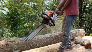 lanjutan menggergaji kayu beby mahoni dijadikan usuk dan papan