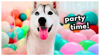 Surprising My Husky with a House Full of Balloons for Her Birthday!