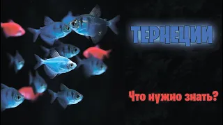 ТЕРНЕЦИЯ Glofish - Что нужно знать? - аквариумистика
