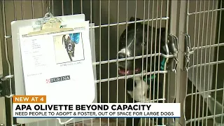 Olivette APA shelter waiving adoption fees for bigger dogs due to shelter crowding