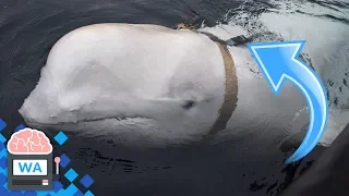 Dieser Beluga-Wal ist ein russischer Spion?! Mysteriöser Entdeckung in Norwegen