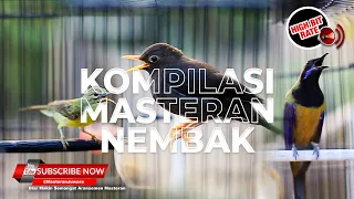 Kompilasi Masteran Full Tembakan Burung Cucak Cungkok Gacor vs Kolibri Manggar Betina dan Jalak Lawu