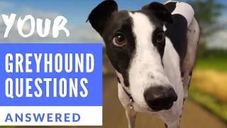 Greyhound Questions Answered