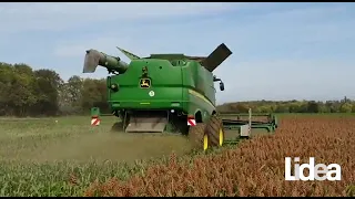 Sorghum harvest