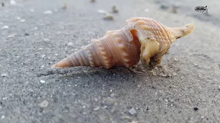 Gastropods