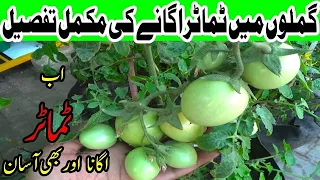 How to Grow Tomato from Seeds | Complete Video | Harvesting Tomatoes