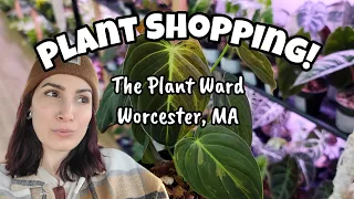 GORGEOUS NEW PLANTS IN STOCK!! 😮 Plant Shopping at The Plant Ward in Worcester, Massachusetts 🌿🩷
