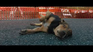 Собаку сбивает автомобиль. Путь домой 2019/A Dog's Way Home 2019