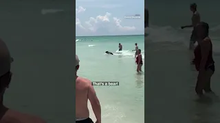 Bear emerges from ocean