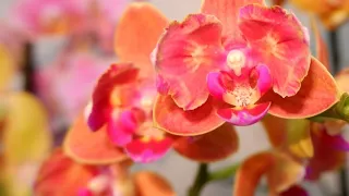 Пересадка моей орхидеи "страдалицы" Паприка (бабочка) 2023г.🌱🌱🌱