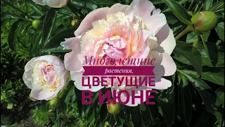 МНОГОЛЕТНИЕ РАСТЕНИЯ, ЦВЕТУЩИЕ В ИЮНЕ