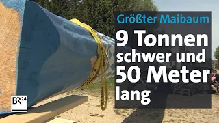 Größter Maibaum Deutschlands – 9 Tonnen schwer, 50 Meter lang | BR24