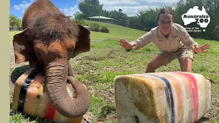 A giant ice block for our awesome elephants | Australia Zoo Life