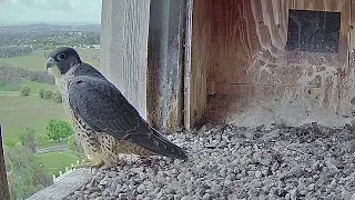 FalconCam Project~Indigo returns home~11:21 a.m. 2022/11/21